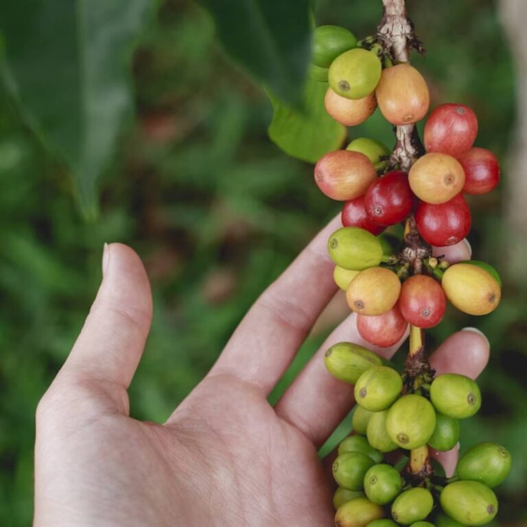 Social Commitment in Coffee Farming: AEXEA's Ethical Practices and Impact